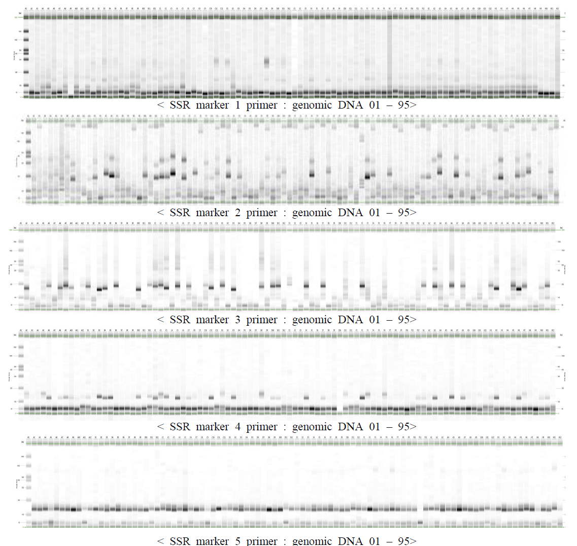 SSR마커를 이용한 PCR 증폭