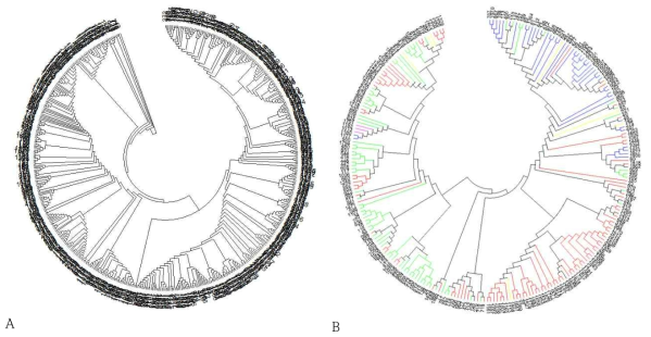 SNP marker를 이용한 핵심집단과 미니핵심집단의 Phylogenetic tree (A) 핵심집단의 Maximum likelihood 방법에 의한 phylogenetic 분석 (B) 미니 핵심집단의 Maximum likelihood 방법에 의한 phylogenetic 분석