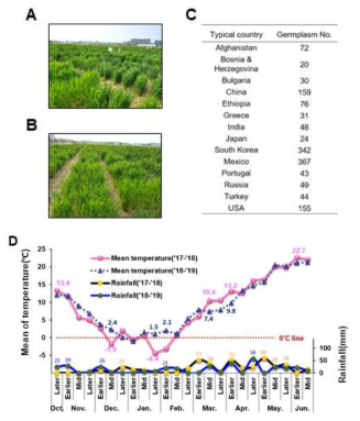 핵심집단의 농업특성 평가. (A,B)밀 유전자원 포장 전경 및 (C)원산지별 수집자원수와 (D)2018년과 2019년 밀 생육기간에 걸친 기온 및 강수량