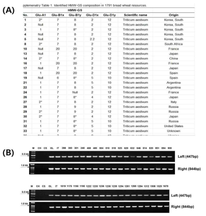 (A)밀 유전자원 계통 (1791종) 의 HMW-GS 형질 분석 DB, (B)빵 품질에 좋은 1Bx7OE 계통들