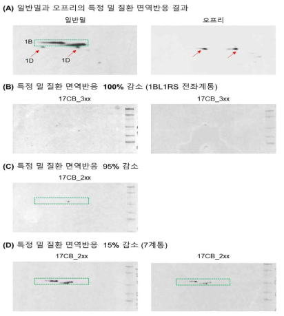 신규 밀 관련 질환 저감 육종재료로 활용 할 12종의 면역반응 결과