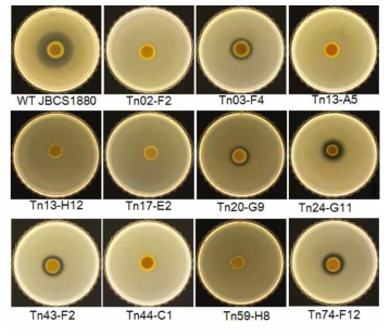 Changes of antibacterial activities in Pseudomonas parafulva JBCS1880 transposon insertion mutants. The overlay technique was conducted to test the antagonistic activity of wild-type (WT) and mutants on the growth of Xanthomonas axonopodis pv. glycines. Photos were taken 5 days after incubation. The indicated wild-type and mutant strains were as follows; WT (JBCS1880), severe loss (>80% reduction compared to wild type: Tn02-F2, Tn13-A5, Tn13-H12, Tn17-E2, Tn44-C1, Tn59-H8); mild loss (50 to 21% reduction: Tn03-F4, Tn20-G9, Tn43-F2), and low loss (<20% reduction: Tn24-G11, Tn74-F12)