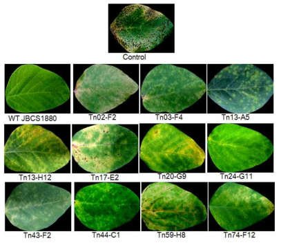 Control of bacterial pustule by treatment with transposon insertional mutants of Pseudomonas parafulva JBCS1880. The soybean leaves were inoculated with each bacterial suspension and challenged with cell of Xanthomonas axonopodis pv. glycine. The inoculated leaves were observed for symptom development in a plant growth room. The leaves treated with sterile DW served as controls. The picture was taken 7 days after inoculation