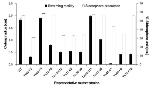 Effect of mutation on swarming motility and siderophore production of Pseudomonas parafulva JBCS1880. Values that vary from the wild-type level by a statistically significant difference (p<0.05), as determined by Tukey test, are denoted by an asterisk. Data are meansstandard deviation from five measurements in three independent experiments