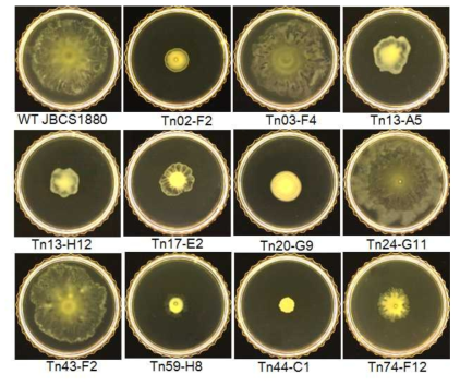Effect of mutation on swarming motility of Pseudomonas parafulva JBCS1880. Tn mutant colonies were grown on soft LB medium (0.5% agar) for 12 h at 28℃ and changes in swarming pattern recorded. The indicated wild-type and mutant strains were as follows: Wild type, >5% increase: Tn27, 57; >20% increase: Tn94, 189; >50% increase: Tn210, 214. Only representative strains are shown here