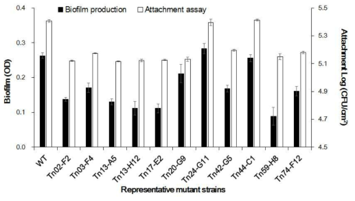 Effect of mutations on biofilm formation and attachment of Pseudomonas parafulva JBCS1880. Values that vary from the wild-type level by a statistically significant difference (p<0.05), as determined by Tukey test, are denoted by an asterisk. Data are meansstandard deviation from five measurements in three independent experiments