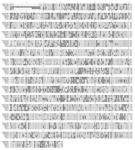 Structural sequence alignment of the VlsA protein. The deduced amino acid sequence of VlsA from Pseudomonas parafulva JBCS1880 (PpaJBCS1880) [GenBank: CP031641.1] was blasted with NCBI and compared with those of Pseudomonas fluorescens strain SS101 (PflSS101) [GenBank: EU199080], Pseudomonas putida RW10S2(PpuRW10S2) [GenBank: JN982332.1], Pseudomonas fluorescens SBW25 (PflSBW25) [GenBank: AM181176] and Pseudomonas entomophila L48 (L48) [GenBank: CT573326.1]. The multiple sequences were aligned by CLUSTALW2 program. The identical residues are shown in dark shades while the conservative changes are shown in light shades