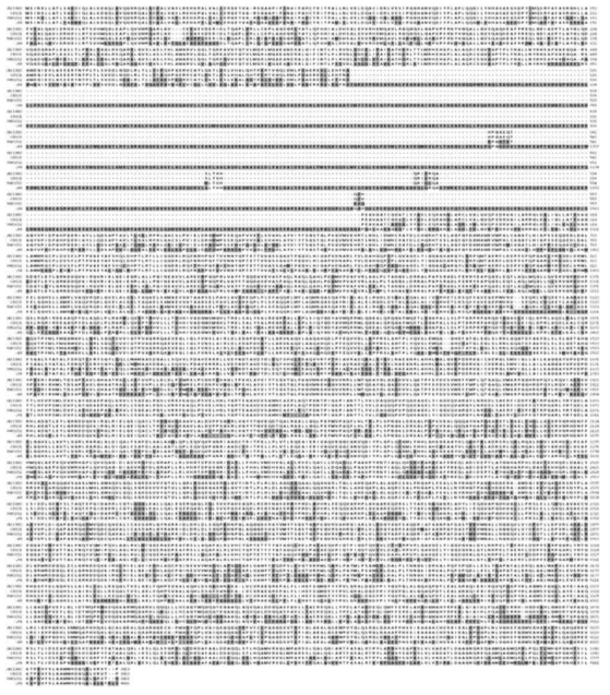 Structural sequence alignment of the VlsC protein. The deduced amino acid sequence of VlsC from Pseudomonas parafulva JBCS1880 (JBCS1880) [GenBank: CP031641.1] was blasted with NCBI and compared with those of Pseudomonas parafulva CRS01-1 (CRS01) [GenBank: CP009747.1], Pseudomonas putida NX_1 (NX_1) [GenBank: JN982332.1] and Pseudomonas entomophila L48 (L48) [GenBank: CT573326.1]. The multiple sequences were aligned by CLUSTALW2 program. The identical residues are shown in dark shades while the conservative changes are shown in light shades