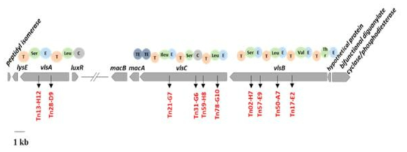 Map of the vls gene cluster in Pseudomonas parafulva JBCS1880. The gene clusters encoding VILS2 NRPS domains in vlsA, vlsB, and vlsC are shown as labeled circles: C, condensation; T, thiolation; E, epimerization; TE, thioesterase. The associated regulatory and translocation genes macA, macB, LysE, and LuxR are also indicated. The arrows in vls gene cluster indicate the Tn insertion sites that affected antibacterial activity against Xanthomonas axonopodis pv. glycines and Burkholderia glumae