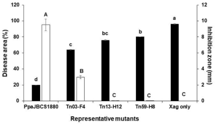 Biocontrol efficacy and antibacterial activity of Pseudomonas parafulva PpaJBCS1880 and its mutants. Soybean plants were inoculated with each bacterial suspension and challenged with cells of Xanthomonas axonopodis pv. glycines (Xag). The severity of bacterial pustule was assessed 3 weeks after challenge inoculation (■). The leaves treated with sterile 0.05 M phosphate buffer served as controls. The inhibition zone against Xag was assessed by overlay inoculation (□). Columns with the same letter are not significantly different (p<0.05) according to LSD