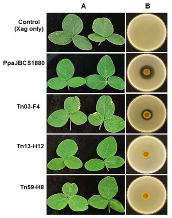 Biocontrol efficacy and antibacterial activity of Pseudomonas parafulva PpaJBCS1880 mutants. (A) Soybean plants were inoculated with each bacterial suspension and challenged with cells of Xanthomonas axonopodis pv. glycines (Xag). The inoculated leaves were observed for symptom development in a plant growth room. The photo was taken 3 weeks after inoculation. (B) The overlay technique was conducted to test the antagonistic activity of wild type and mutants on the growth of X. a. pv. glycines. Photos were taken two days after incubation