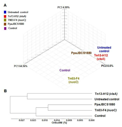Comparison of microbial communities using Fast Unifracanalysis. (A) Principal coordinate analysis (PCO) compared the differences between treatments using distance matrix. (B) Dendogram showing distance between treatments calculated based on similarity matrix. Plants treated with PpaJBCS1880 or mutants Tn13-H12 (△vlsA) and Tn03-F4 (△nuoC) were challenged with Xanthomonas axonopodis pv. glycines (Control) and phyllosphere bacterial community in each treatment was analyzed through Illumina MiSeq and data was subjected to CLcommunity software