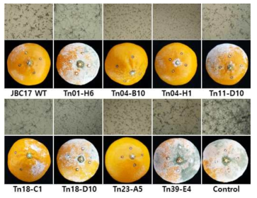 Inhibition of Penicillium digitatum conidial germination and suppression of green mold of mandarins by treatment with Pseudomonas putida JBC17. For conidial germination assay, conidia of P. digitatum were incubated in 10% PDB with cells of P. putida JBC17 or each mutant separated by PTFE membranes. For biocontrol assay, mandarin fruits inoculated with P. digitatum (106 spores/ml) were treated with bacterial suspensions (1×108 cfu/ml) - and then incubated at 20°C and 90% RH for 7 days. Figure shows representative mutants showing alteration in conidial germination inhibition activity and disease development as compared to wild type