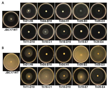 Effect of mutations on swimming motility of Pseudomonas putida JBC17 and mutants. Each strain was grown overnight in LB broth and inoculated in the center of 10% (A) and 100% PDA (B) containing 0.3% agar, and incubated for 48 h and 24 h, respectively
