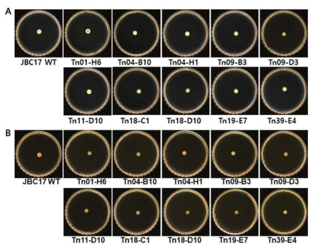 Swarming motility of Pseudomonas putida JBC17 and its Tn mutants. Each strain was grown overnight in LB broth and inoculated in the center of 10% (A) and 100% PDA (B) containing 0.5% agar and incubated for 24 h at 28°C, respectively