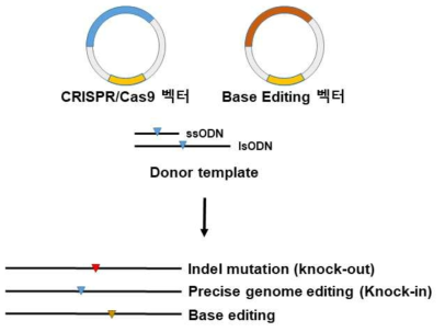 CRISPR/Cas9 및 Base Editing을 통한 유전자 편집