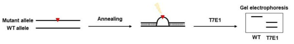 T7E1 assay를 통한 유전자 편집 확인