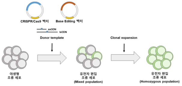 CRISPR/Cas9 및 Base Editing을 통한 유전자 편집 조류 세포의 확립