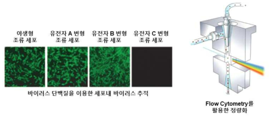 바이러스 단백질을 이용한 세포내 바이러스 추적 및 정량화 방법