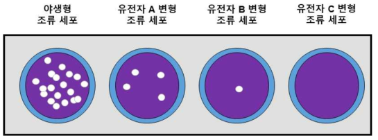 Plaque assay를 통한 조류 인플루엔자 바이러스 cytopathic effect 검증