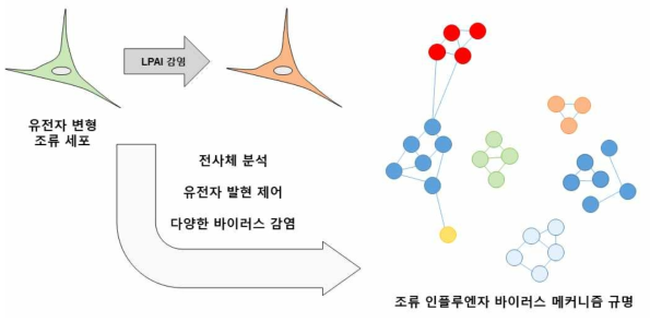 조류 인플루엔자 바이러스 메커니즘 규명 모식도