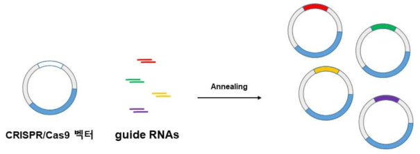 다양한 유전자를 적중할 수 있는 CRISPR/Cas9 시스템