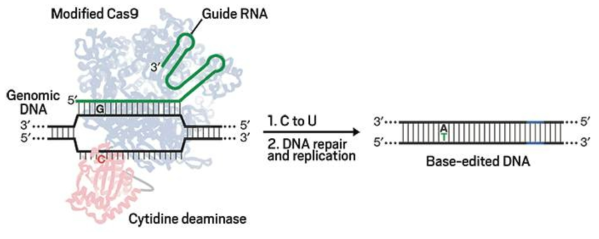 Base Editing technology 기법 (Komor et al. 2016)