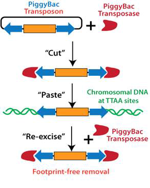 piggyBac transposition system