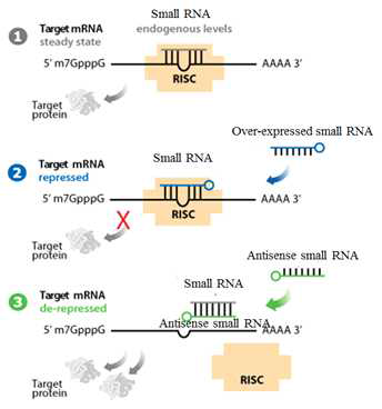 small RNA를 활용한 유전자 발현 억제