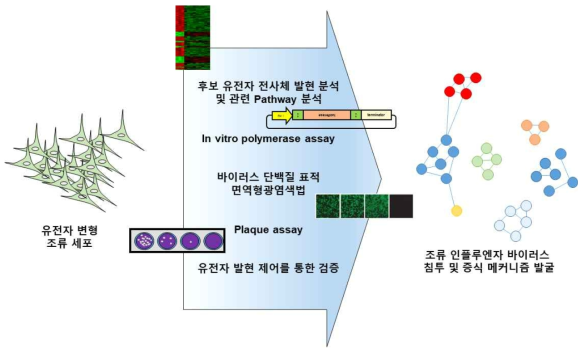 유전자 변형 조류 세포를 활용한 조류 인플루엔자 침투 및 증식 메커니즘 발굴