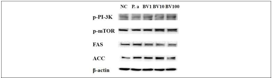 P . acne로 유도된 SZ95 세포에서 봉독의 지질인자 억제 효능 검정