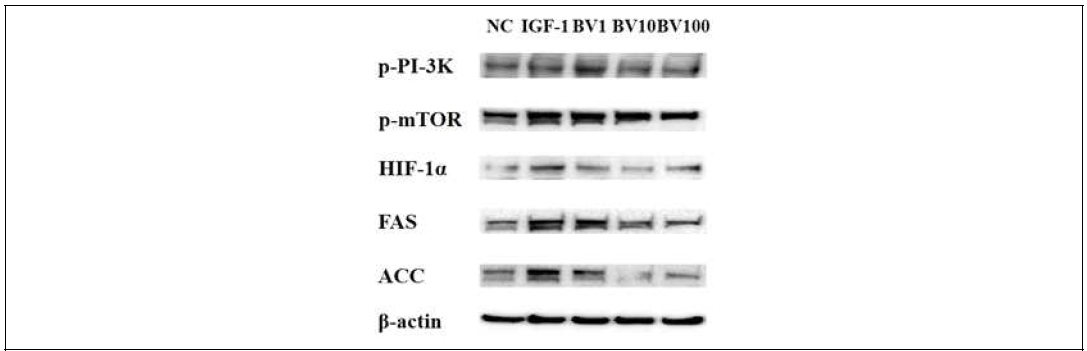 IGF-1으로 유도된 SZ95 세포에서 봉독의 지질생성 신호경로 억제 효능 검정