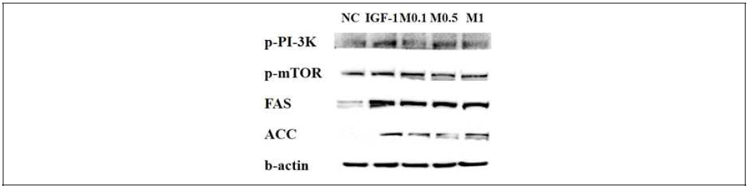 멜리틴의 IFG-1유도 지질생성 신호경로 억제 효능 검정