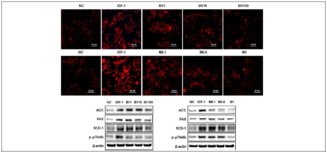 봉독 및 멜리틴의 IGF-1유도된 지질생성인자의 억제 효능 검정