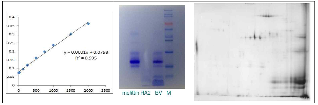 단백질 전기영동 분석 및그림 2. 정제봉독 MALDI-TOP 2D 분석