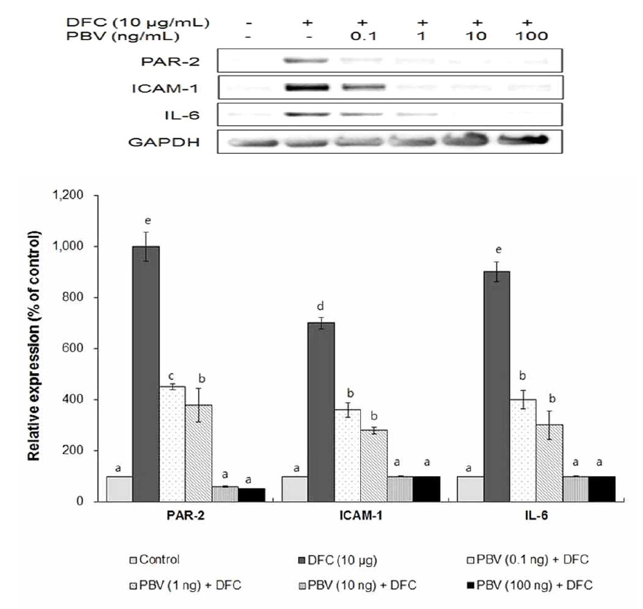 Effects of purified bee venom (PBV) on mRNA expression levels of PAR2, ICAM-1, and IL-6 in HaCaT cells stimulated with the Dermatophagoides farinae extract (DFC), determined by RT-PCR. The values are expressed as the means SEM 9n=9) of three in\-dependent experiments. Different letters indicate significant differences between groups (p<0.05)