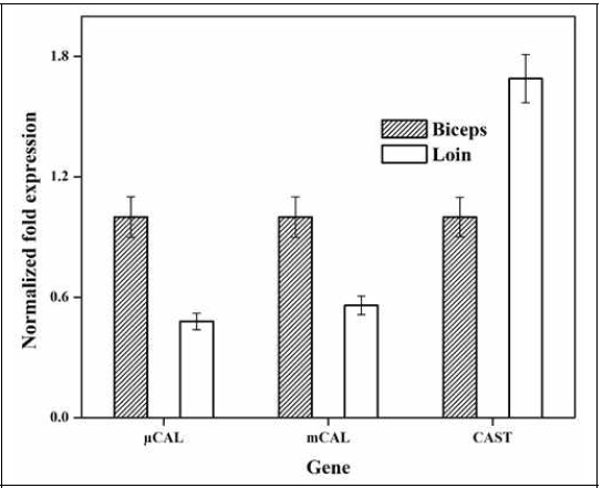 (나). mRNA expression of μCAL, mCAL and CAST in fibroblasts of biceps and loin muscles were quantified by qRT-PCR