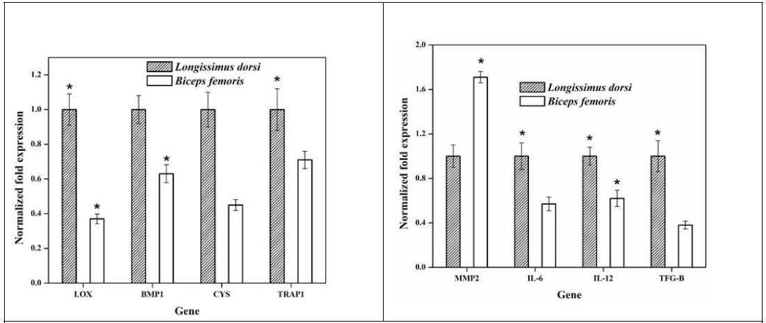 (a) mRNA expression of LOX, BMP1, CYS and TRAP1 in fibroblasts of BF and LD muscles and (b) mRNA expression of MMP2, IL-6, IL-12 and TGF-β, in fibroblasts of BF and LD muscles were quantified by qRT-PCR *Significant as compared to LD muscle fibroblast at (p<0.05)