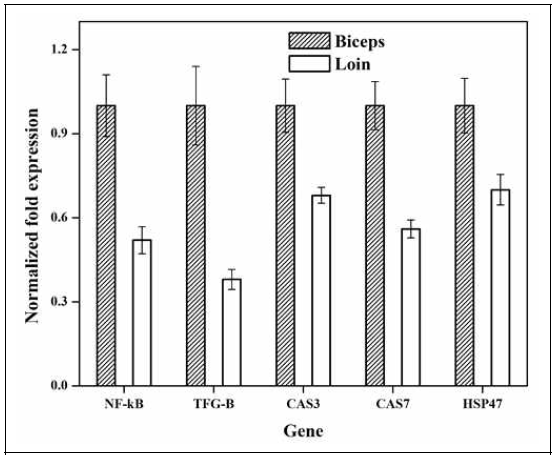 (가). mRNA expression of NF-kB, TGF, CS3, CS7 nd HSP47 in fibroblsts of biceps nd loin muscles were quntified by qRT-PCR