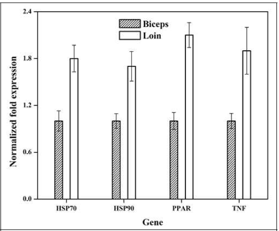 (나). mRNA expression of HSP70, HSP90, PPR nd TNF in fibroblsts of biceps nd loin muscles were quntified by qRT-PCR