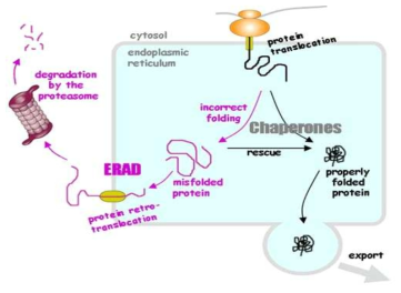 샤페론 단백질의 생체내 기능과 단백질 폴딩조절 과정