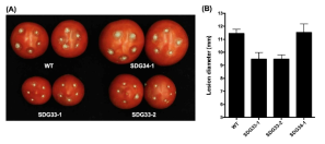 SDG 33은 곰팡이 병원균에 대한 토마토의 병저항성을 조절