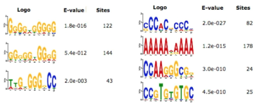 히스톤 메틸화 유전자에 의해 발현이 조절되는 유전자들의 프로모터 cis-regulatory binding motifs