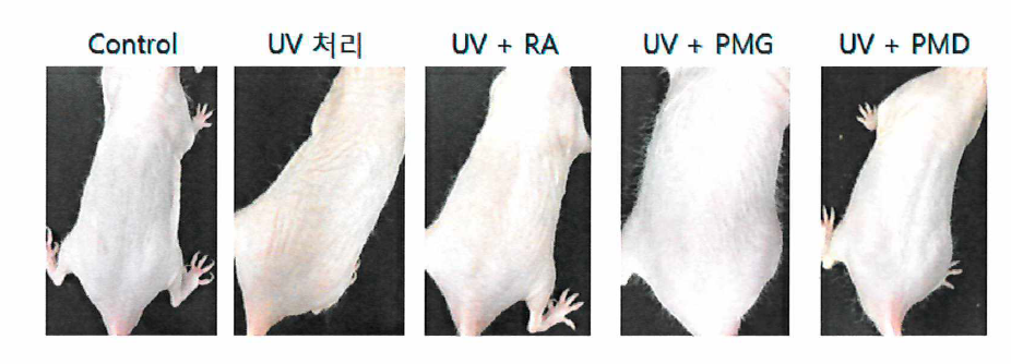 mouse 피부주름 양상관찰 (RA : retinol acid)