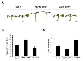 TCP13과발현체 (TCP13-GFP ) 및 amiR-3TCP 식물체의 표현형 비교. 정상조건에서 7일동안 키운 식물의 표현형 비교 (A), hypocotyl 길이 (B) 및 뿌리 길이 비교