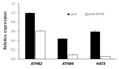 Real-time PCR에 의한 amiR-3ATHB 형질전환체에서 target genes의 유전자 발현 확인