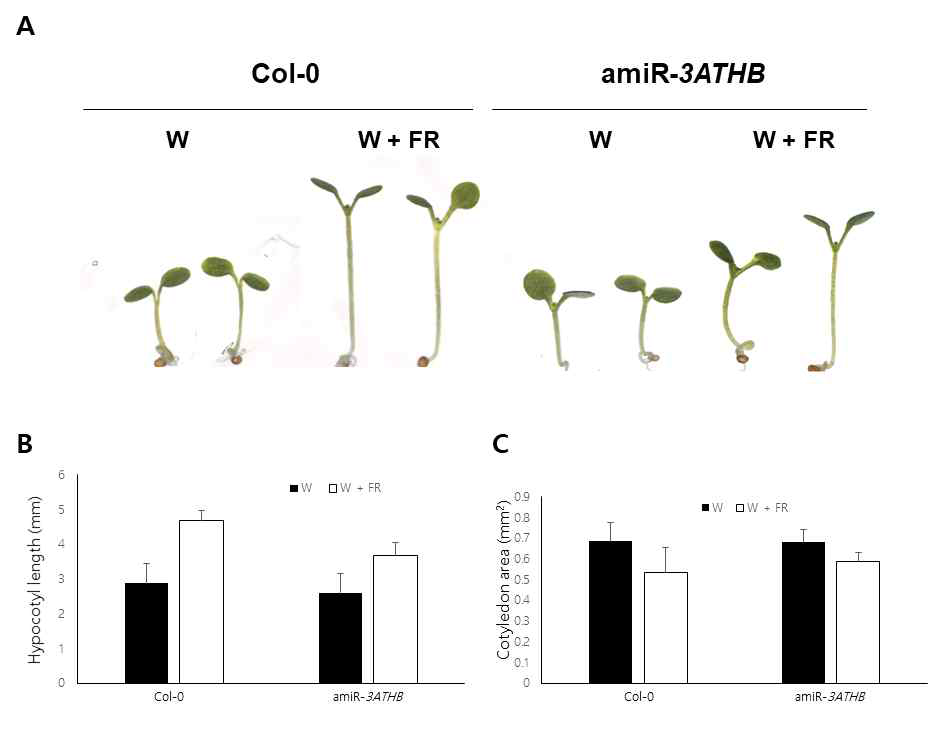 음지 조건에서 amiR-3ATHB 형질전환체 표현형 관찰. (A) Continuous white light (W) 또는 Far-red light이 강화된 조건(W+ FR) 에서 5일 동안 키운 뒤 hypocotyl 길이(B) 및 cotyledon 면적(C)을 측정함