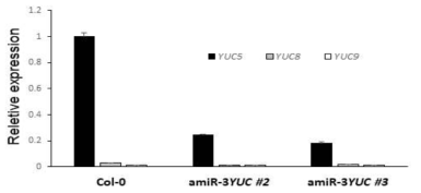 세 개의 YUC 유전자의 공통 부분을 target 하는 amiRNA construct를 포함하는 형질전환체 homozygote (T3) 중 선발된 두 라인 (amiR-3YUC #2, amiR-3YUC #3)의 YUC5, YUC8, YUC9 유전자 발현