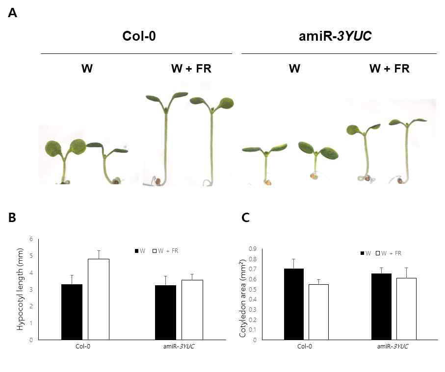 AmiR-3YUC 식물체의 표현형. Continuous white light (W)에서 키운 식물을 그대로 두거나 Far-red light이 추가된 W + FR 조건에서 5일 동안 키운 뒤 hypocotyl 길이 (C) 및 cotyledon 면적 (D)을 측정하여 표현형 관찰