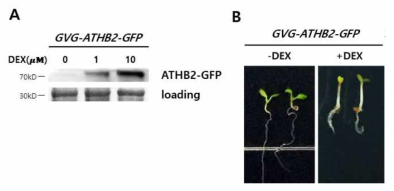 GVG-ATHB2-GFP 형질전환체의 발현조사 및 표현형 분석. A. DEX-inducible ATHB2 발현을 western blot으로 조사. GFP Antibody가 사용됨 (Santa Cruz). 8일동안 seedlings에 Dexametasone을 0, 1, 10 μM의 농도로 각각 처리한 후 단백질 추출함. B. 5일동안 seedlings에 Dexamethasone을 10 μM 포함하는 1/2 MSO 배지에서 배양 후 hytocotyl 길이 생장 관찰